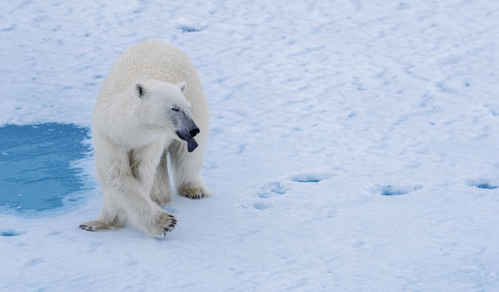 Белый медведь (ursus maritimus): фото, интересные факты