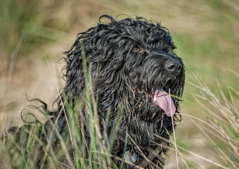Португальская водяная собака: фото, описание породы собак, характер и история
