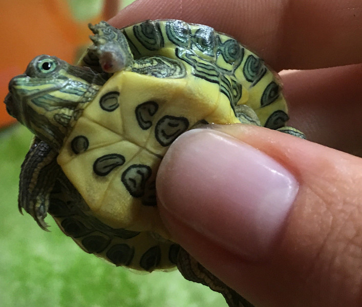 Как ухаживать за черепахой – купание и стрижка когтей ' рептилии '