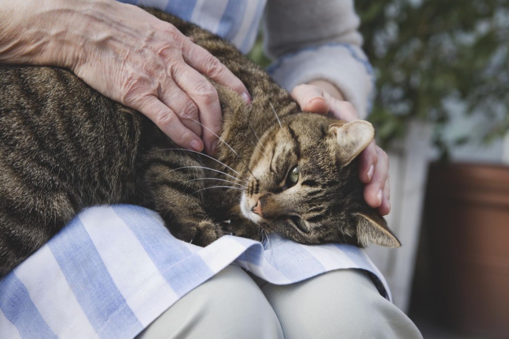 Типы и причины заболеваний желудочно-кишечного тракта у кошек | хиллс