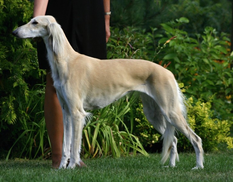 Салюки (персидская борзая или газелья собака): фото породы, цена, содержание и уход