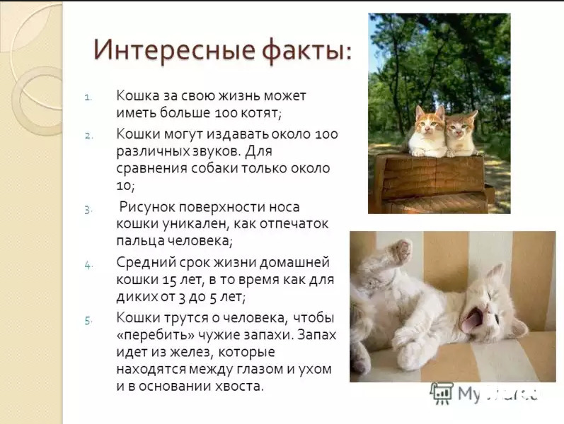 Семейство кошачьих — характеристика, представители, классификация и фото