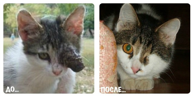 Как найти пропавшего кота, если он потерялся на улице, даче, убежала из дому домашняя кошка - блог о животных - zoo-pet.ru