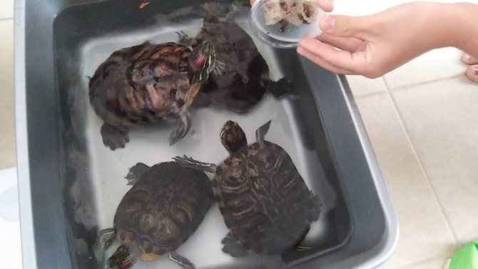 Что нужно для содержания водной красноухой черепахи