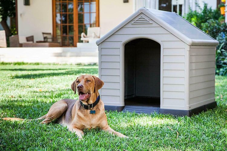 Как приучить собаку оставаться во дворе вашего дома без привязи