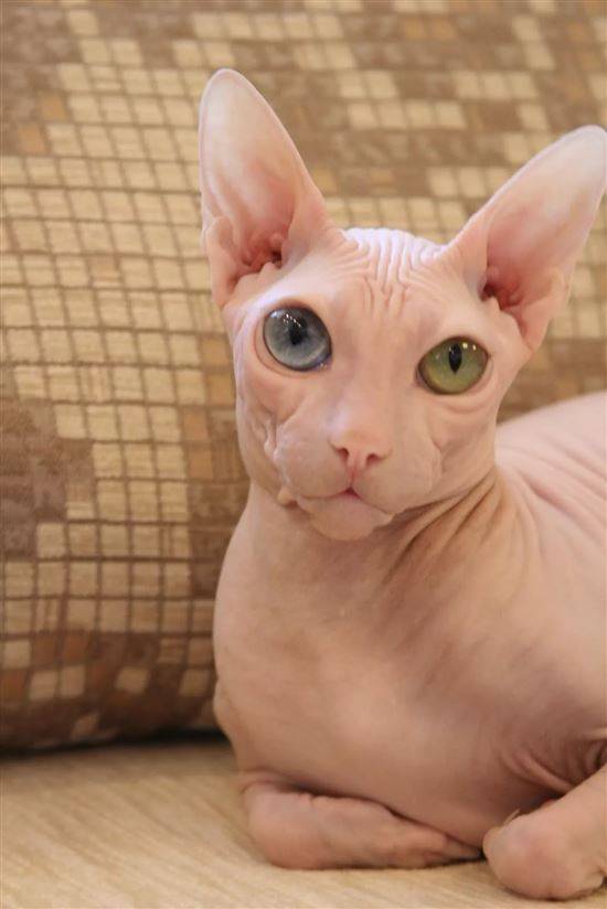 Какие бывают породы лысых кошек, описание с фото +видео