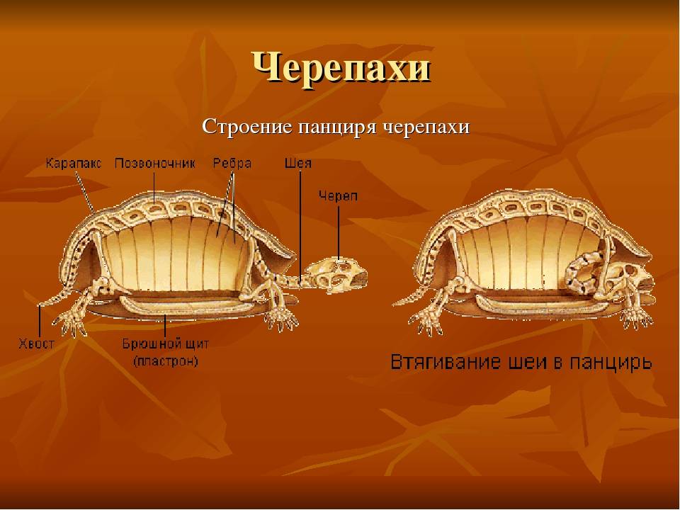 Панцирь черепахи — строение и физиология животного