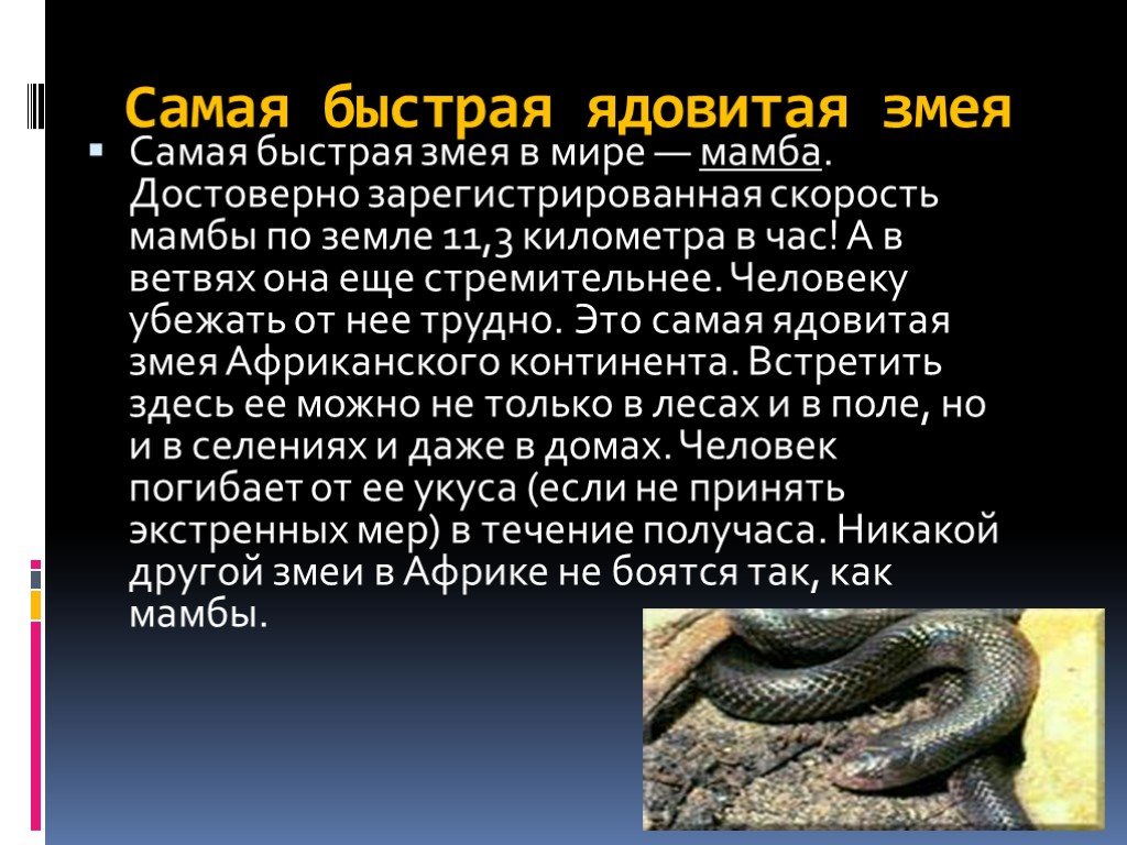 Характеристика человека змея. Доклад про ядовитую змею. Ядовитые змеи доклад. Факты о змеях для детей. Змеи презентация.