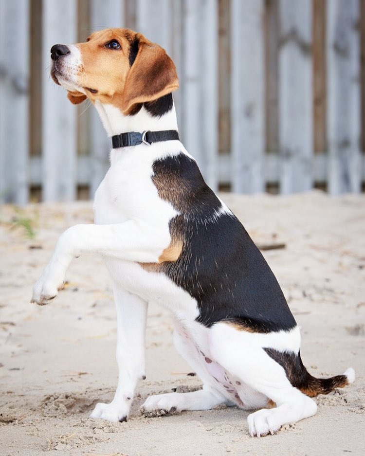 Характеристика собак породы эстонская гончая с отзывами и фото
