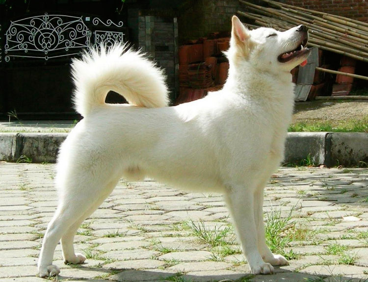 Тибетский мастиф собака. описание, особенности, характер, уход и цена породы | живность.ру