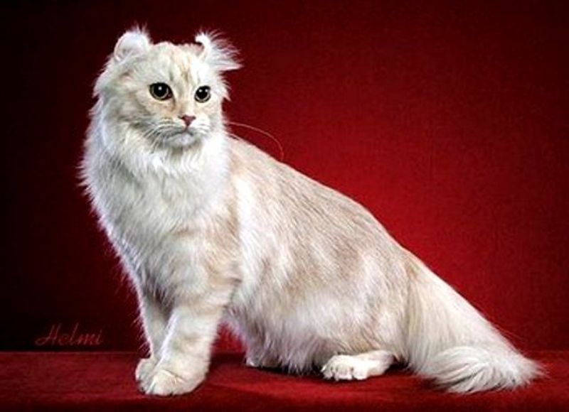 Американский керл (39 фото): описание кошки породы американский керл. короткошерстные и длинношерстные котята. коты черного, рыжего и другого окраса