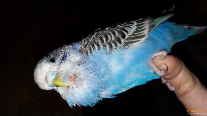 Почему попугай неразлучник выщипывает у себя перья