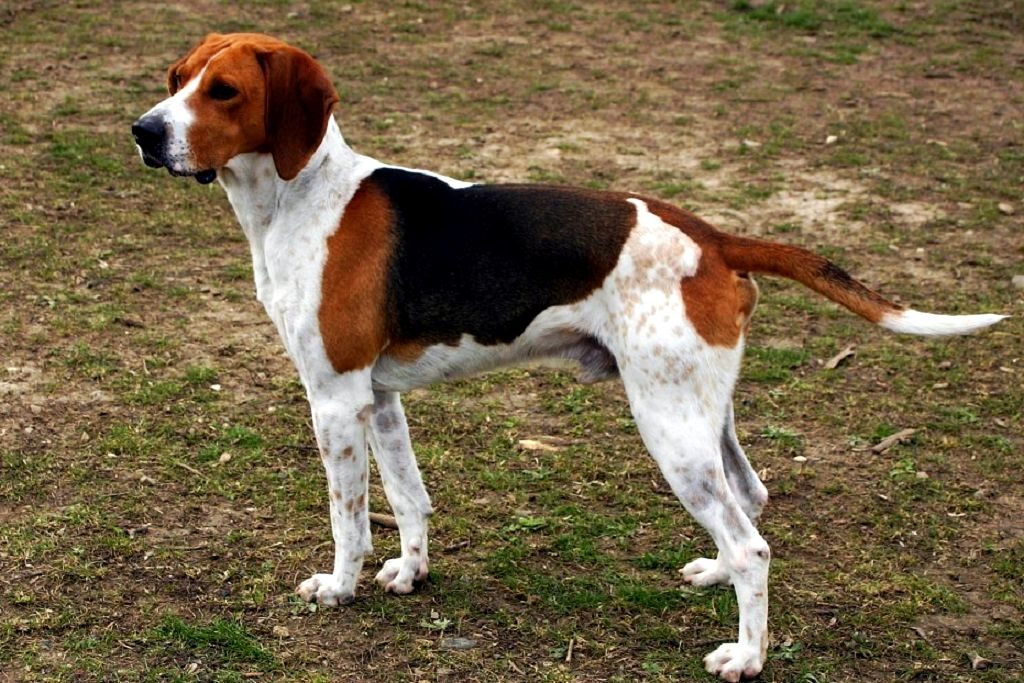 Описание породы бигль-харьер: фото собак, внешний вид, особенности характера и требования к содержанию питомца