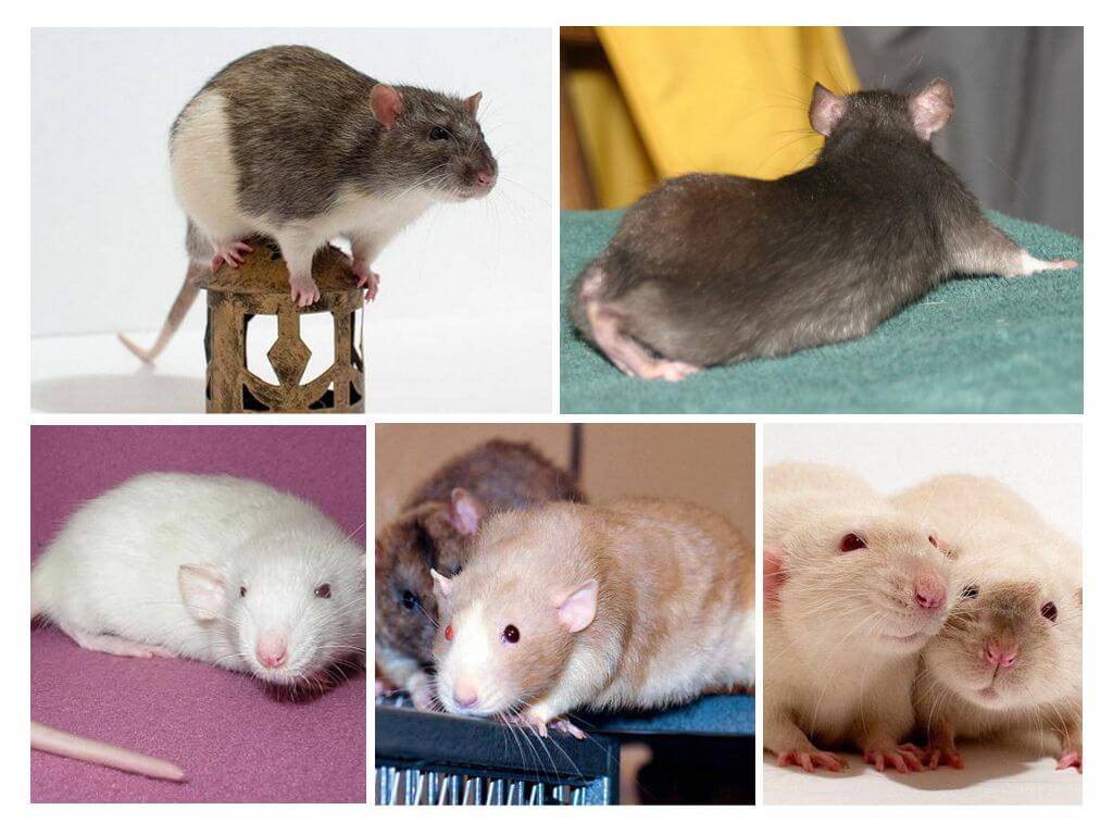 Породы и виды декоративных крыс - все про крыс