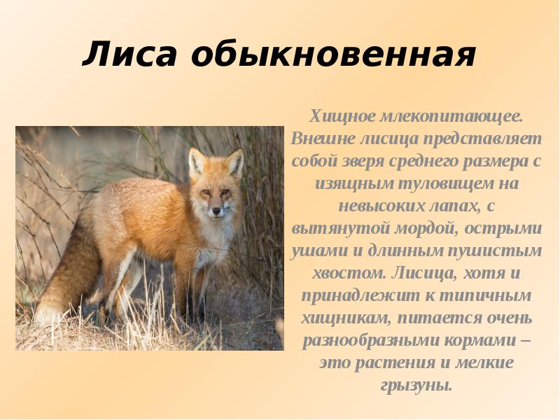 Доклад про лисов. Лисица описание. Информация о лисице. Лиса краткая информация. Сообщение о лисах.