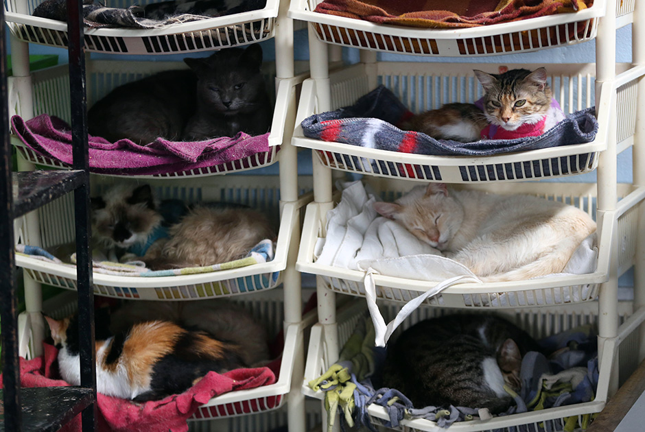 Какую породу кошек лучше выбрать для квартиры: самые спокойные, здоровые, активные и неприхотливые домашние питомцы