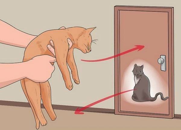Как помочь кошке быстрее адаптироваться к новому хозяину