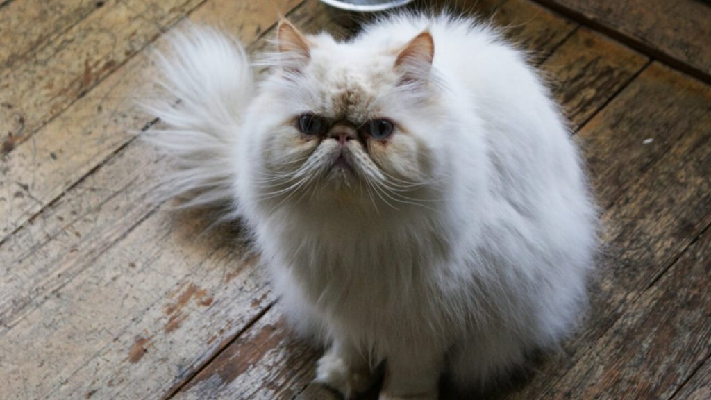 Гималайская кошка – перс и сиамец в одном флаконе
