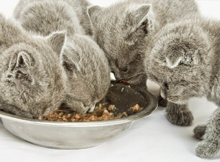 Чем кормить британского котенка: сухой корм для британских кошек