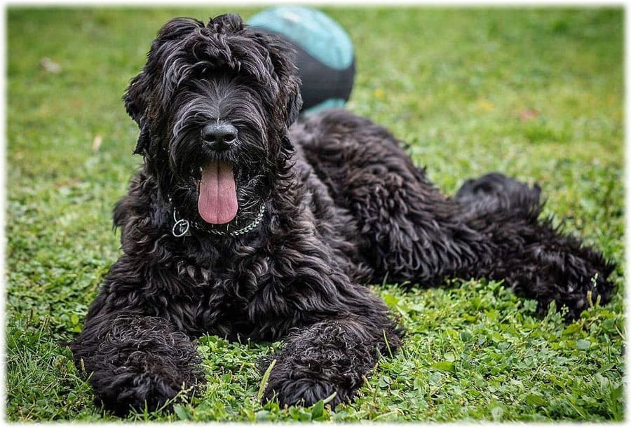Русский чёрный терьер (собака сталина): фото и описание породы, цена