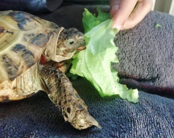Чем кормить красноухую черепаху в домашних условиях?