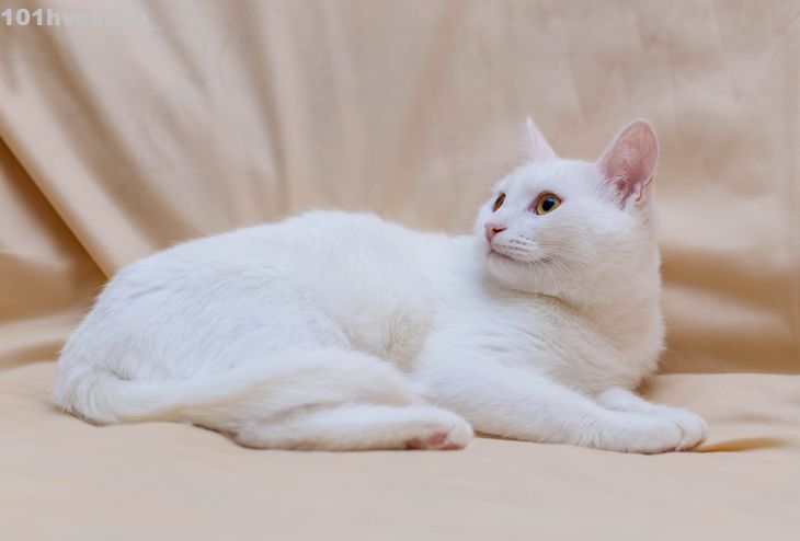 Турецкая ангора - порода кошек - информация и особенностях | хиллс