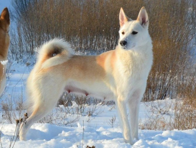 Русско-европейская лайка собака. описание, особенности. уход и цена породы | sobakagav.ru
