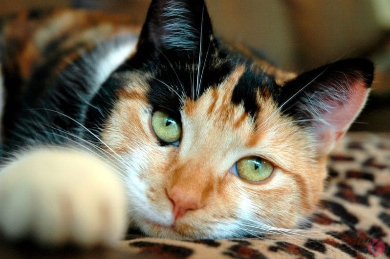 Окрас глаз кошек черепахового окраса