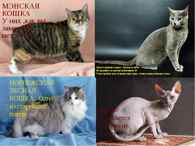 Мэнкс кошка. описание, особенности, характер, уход и цена породы | животный мир
