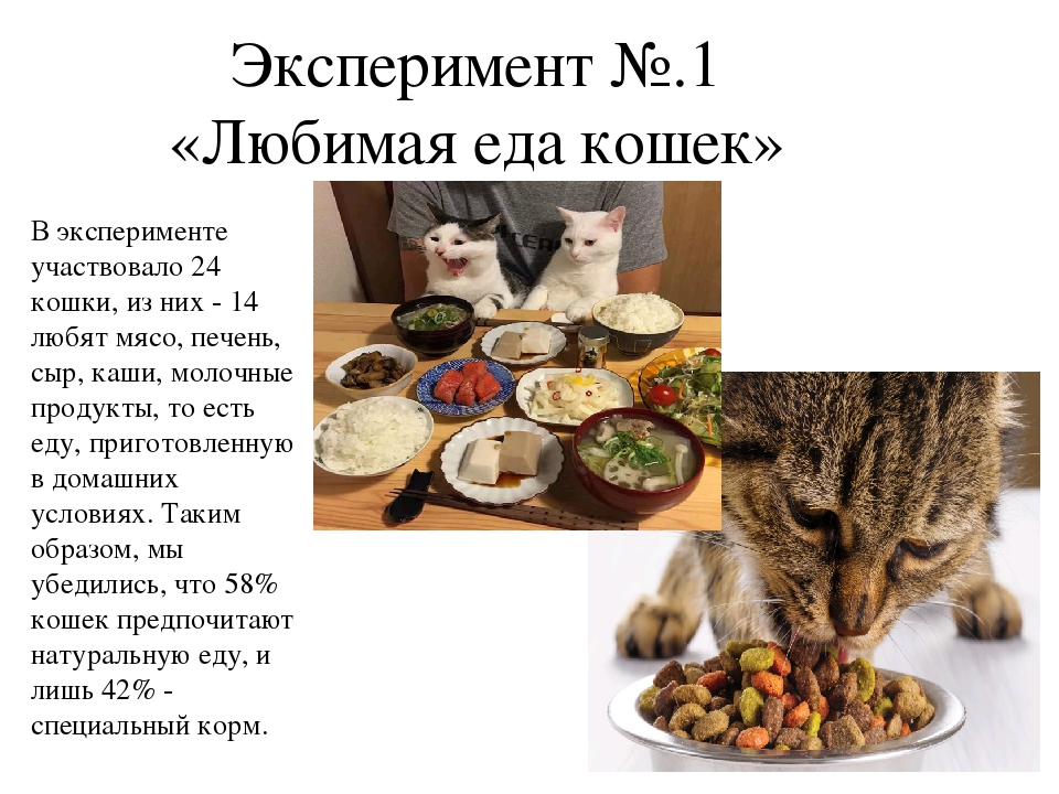Правильное питание для кошек в домашних условиях