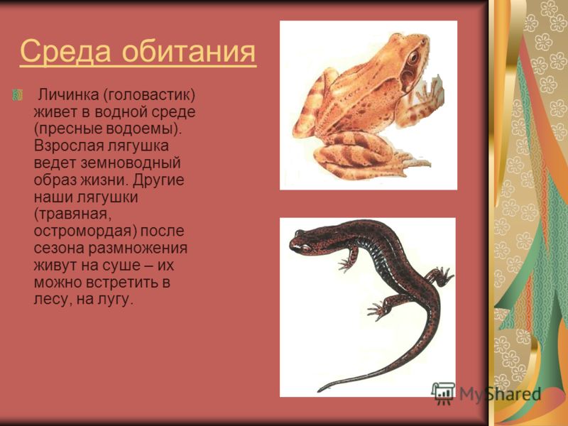 Остромордая лягушка, также известная как болотная, описание и уход