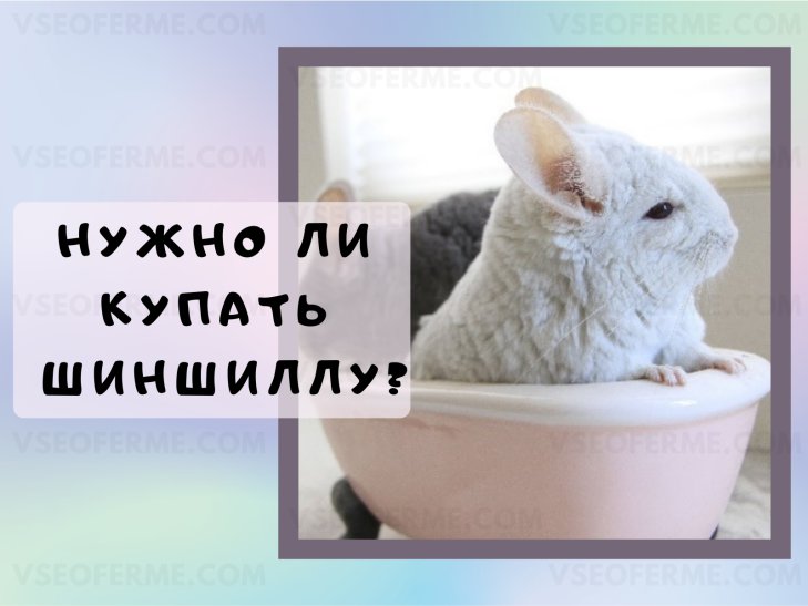 Купалка для шиншилл: как выбрать или сделать ванночку для шиншилл своими руками