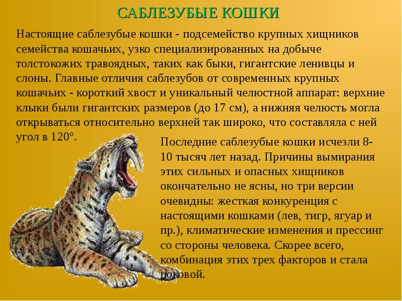 Саблезубые кошки: мифы, версии, факты