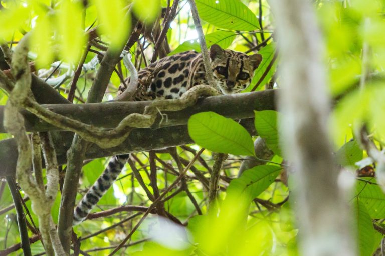 Оцелот — карликовый леопард с простор центральной и южной америки