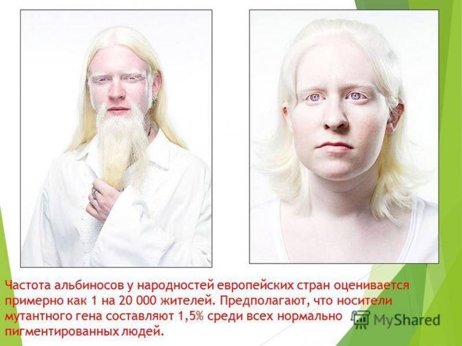 Белый доберман (28 фото): как выглядит пинчер-альбинос? особенности окраса белого добермана. характеристика породы