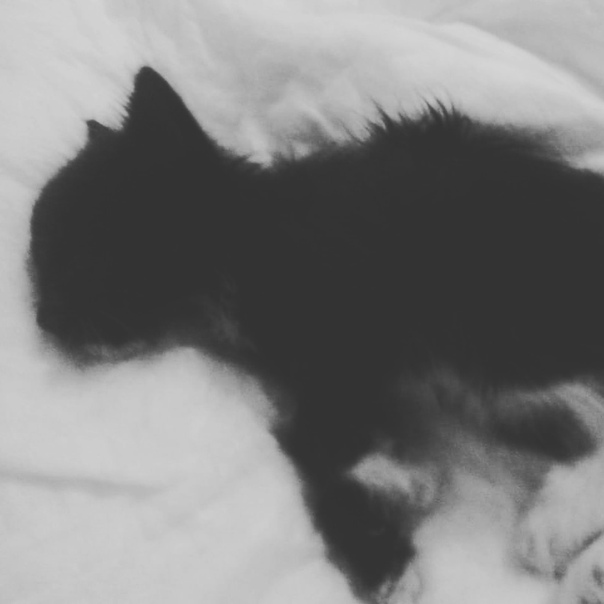 Как определить, что кошку пора усыплять | блог ветклиники "беланта"