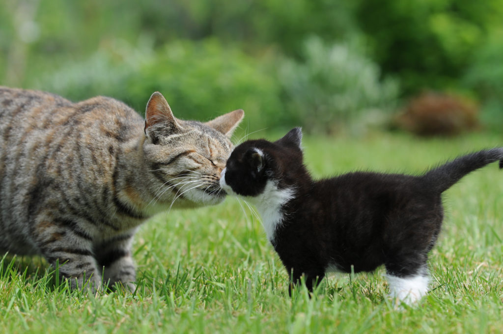 Две кошки в одном доме: как избежать конфликта? - как подружить двух кошек - всё о кошках и котах