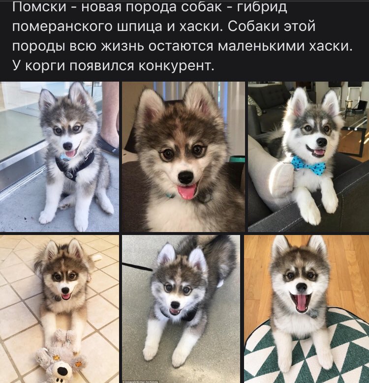 ᐉ помски: описание породы и характер, особенности ухода и содержания - zoovet24.ru