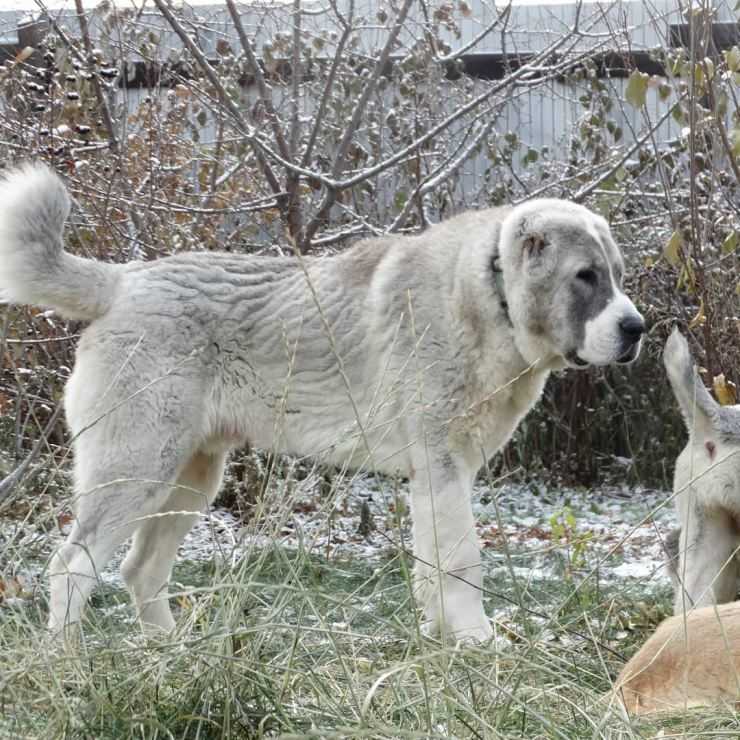 Особенности собак породы турецкий кангал