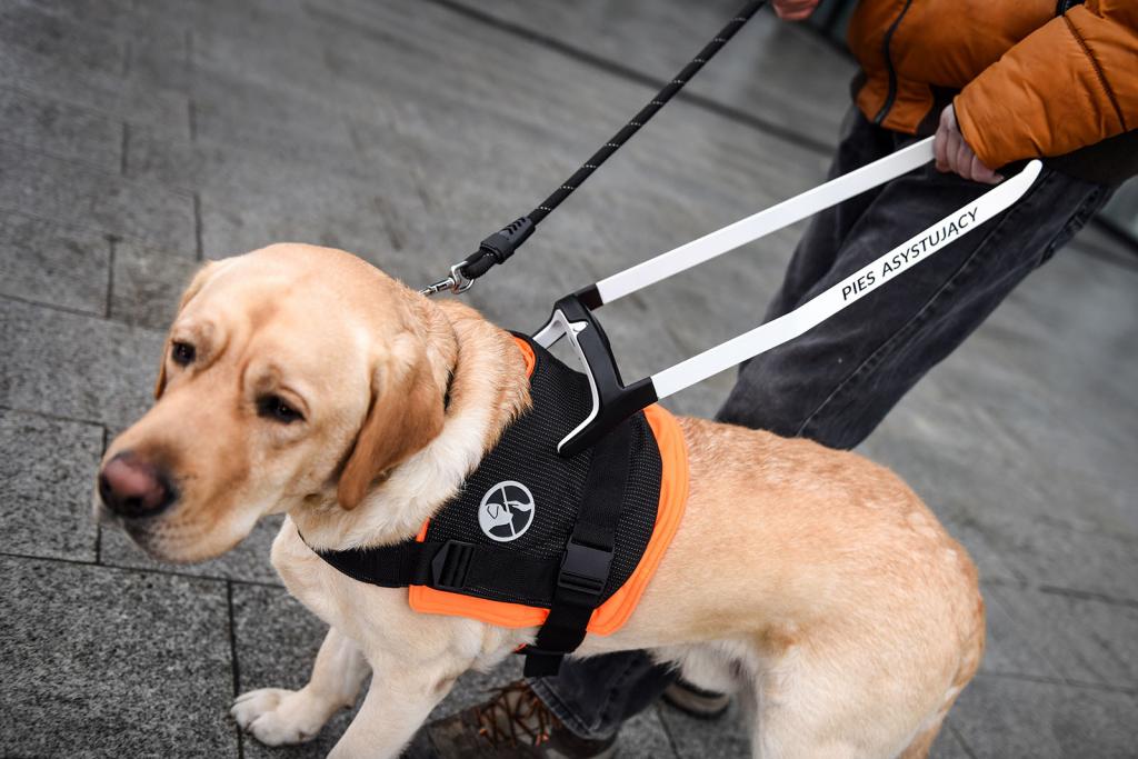 Собаки поводыри: 10 лучших пород-проводников для слепых с фотографиями собак