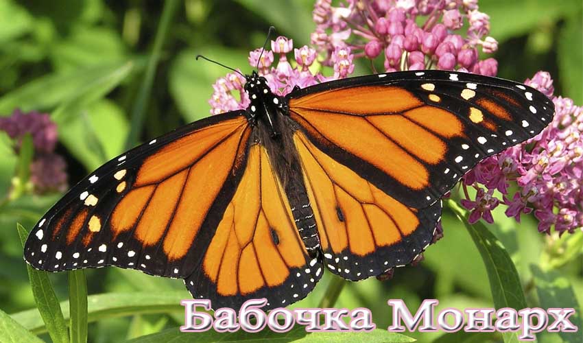 Бабочка монарх: характеристика, среда обитания, жизненный цикл