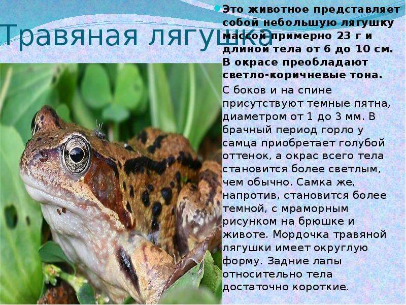 Описание озерной лягушки из красной книги