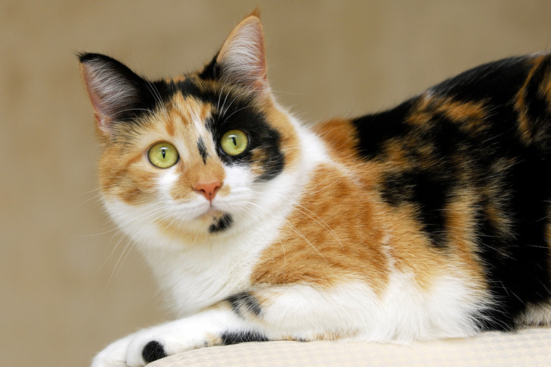 Кошки окраса из трёх цветов: породы с подобной внешностью, фото, мифы о трёхцветных котах и особенности выбора котёнка
