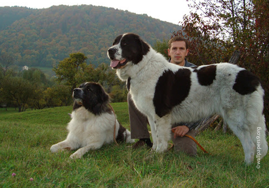 Овчарки: популярные виды породы собак с фото и описаниями
овчарки: популярные виды породы собак с фото и описаниями