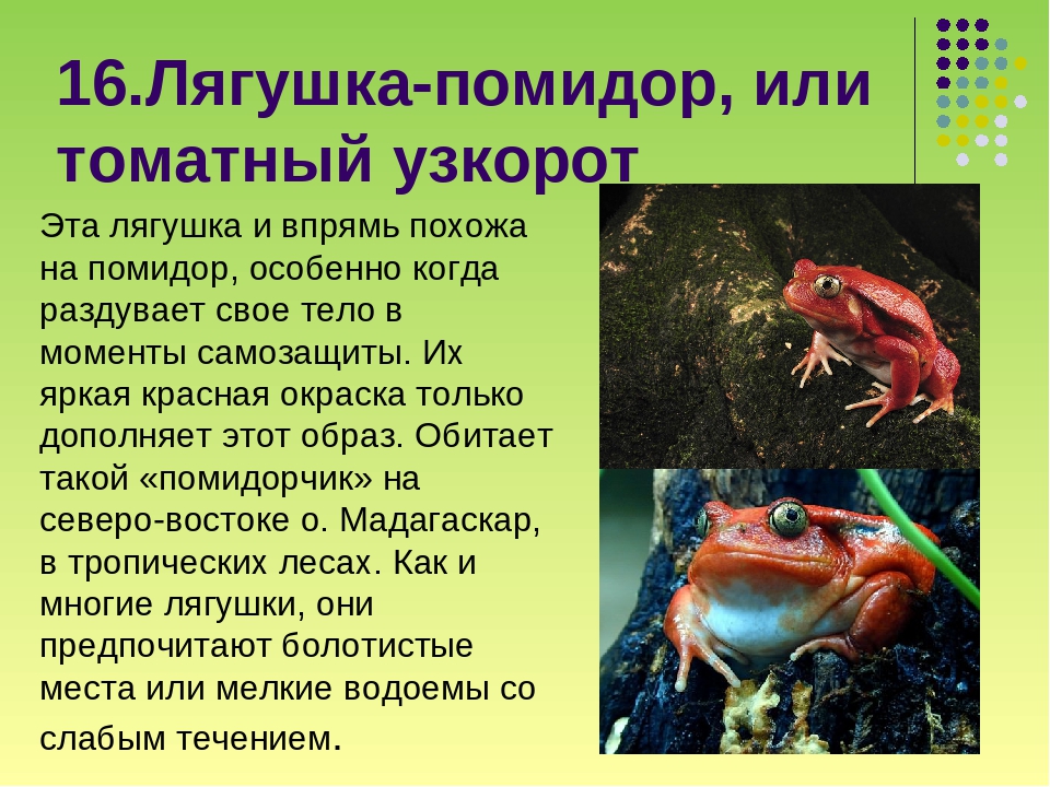 Топ-15 самых необычных видов лягушек, которых вы не видели