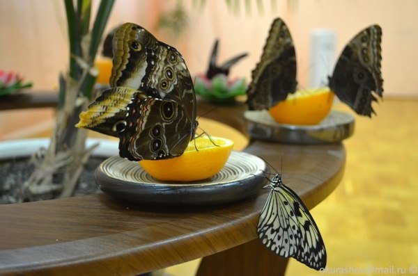 Как содержать бабочку в домашних условиях зимой - зоо мир