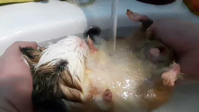 Содержание морских свинок в домашних условиях | блог ветклиники "беланта"