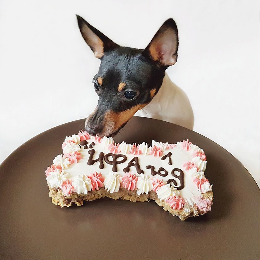 Рецепты и инструкция по приготовлению торта для собак на дни рождения