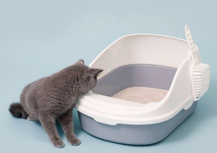 10 лучших закрытых туалетов для кошек