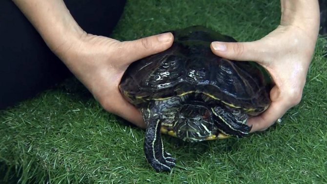 Сколько лет живут черепахи в домашних условиях и в дикой природе